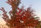 Will El Niño Delay Ontario’s Fall Colours This Year?