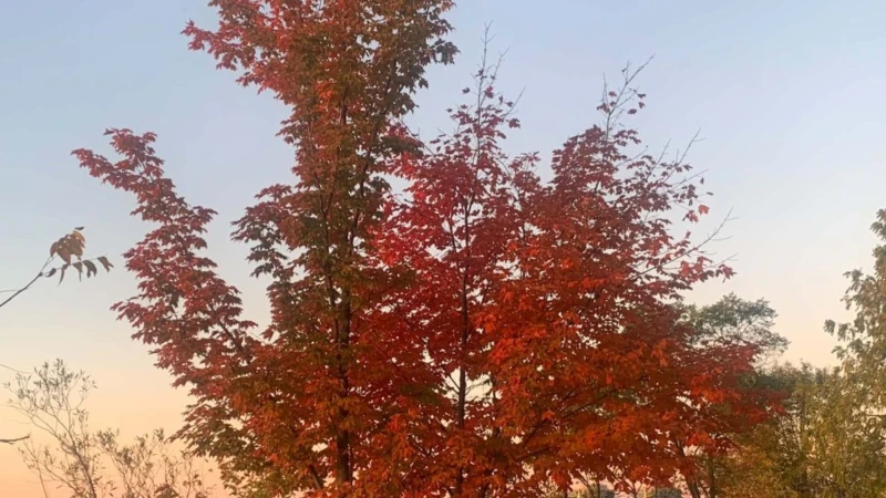 Will El Niño Delay Ontario’s Fall Colours This Year?